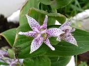 Tricyrtis japanese hybrid